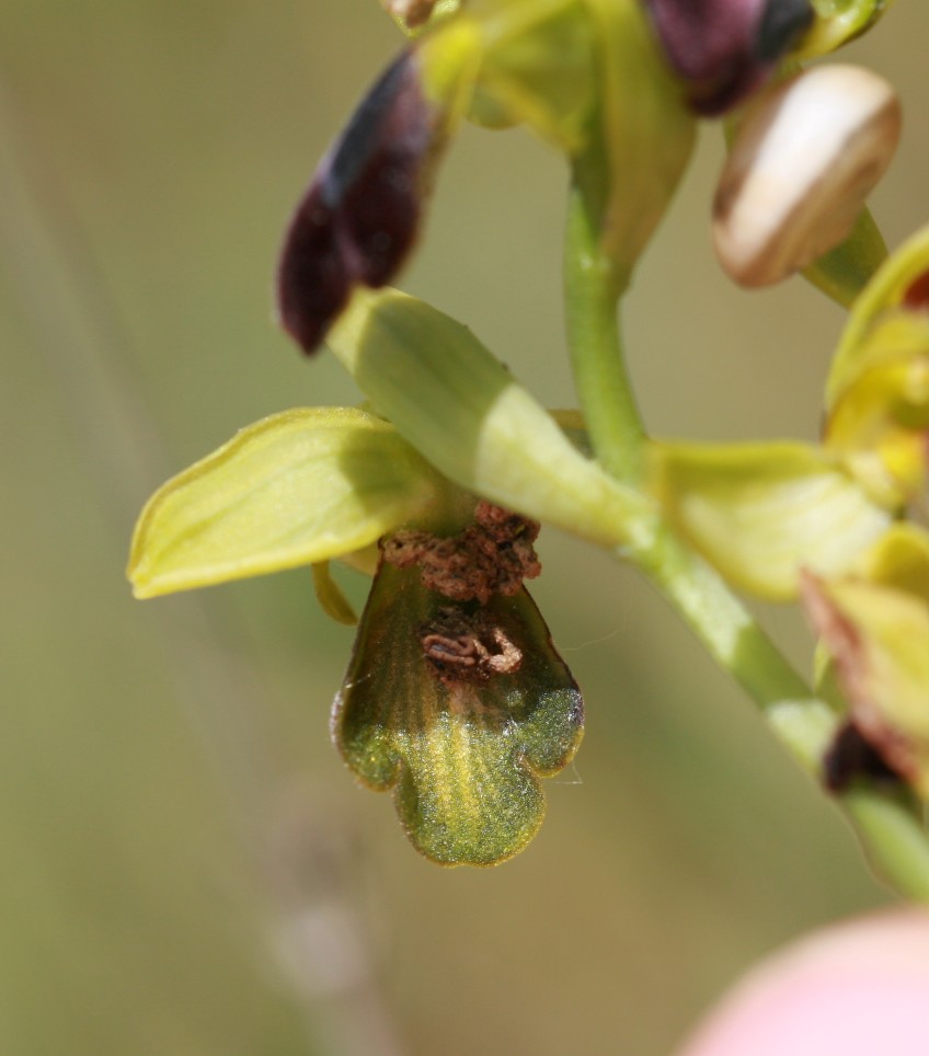 Ophrys funerea